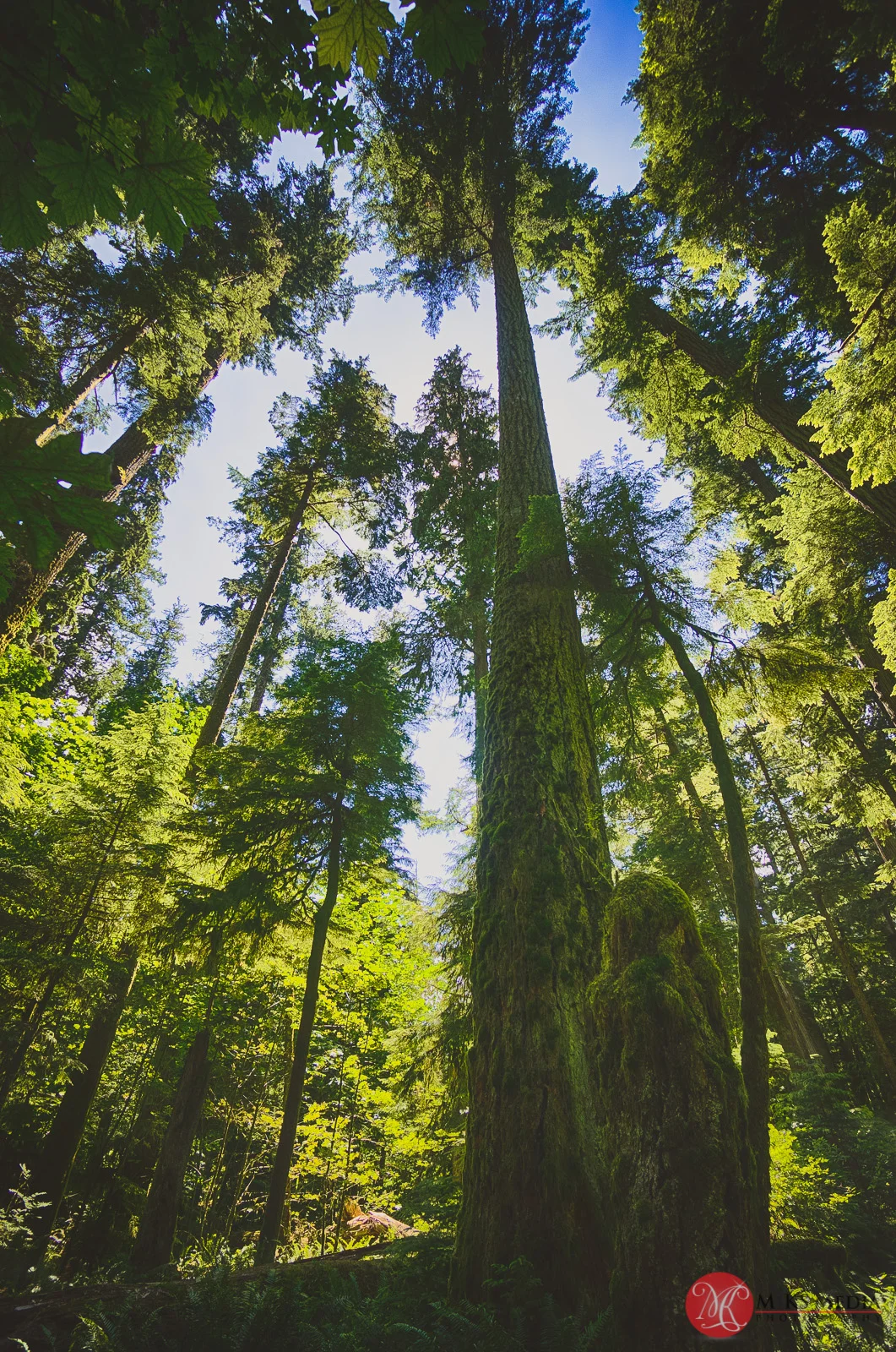 Cathedral,grove,bc,trees,history,nature 01