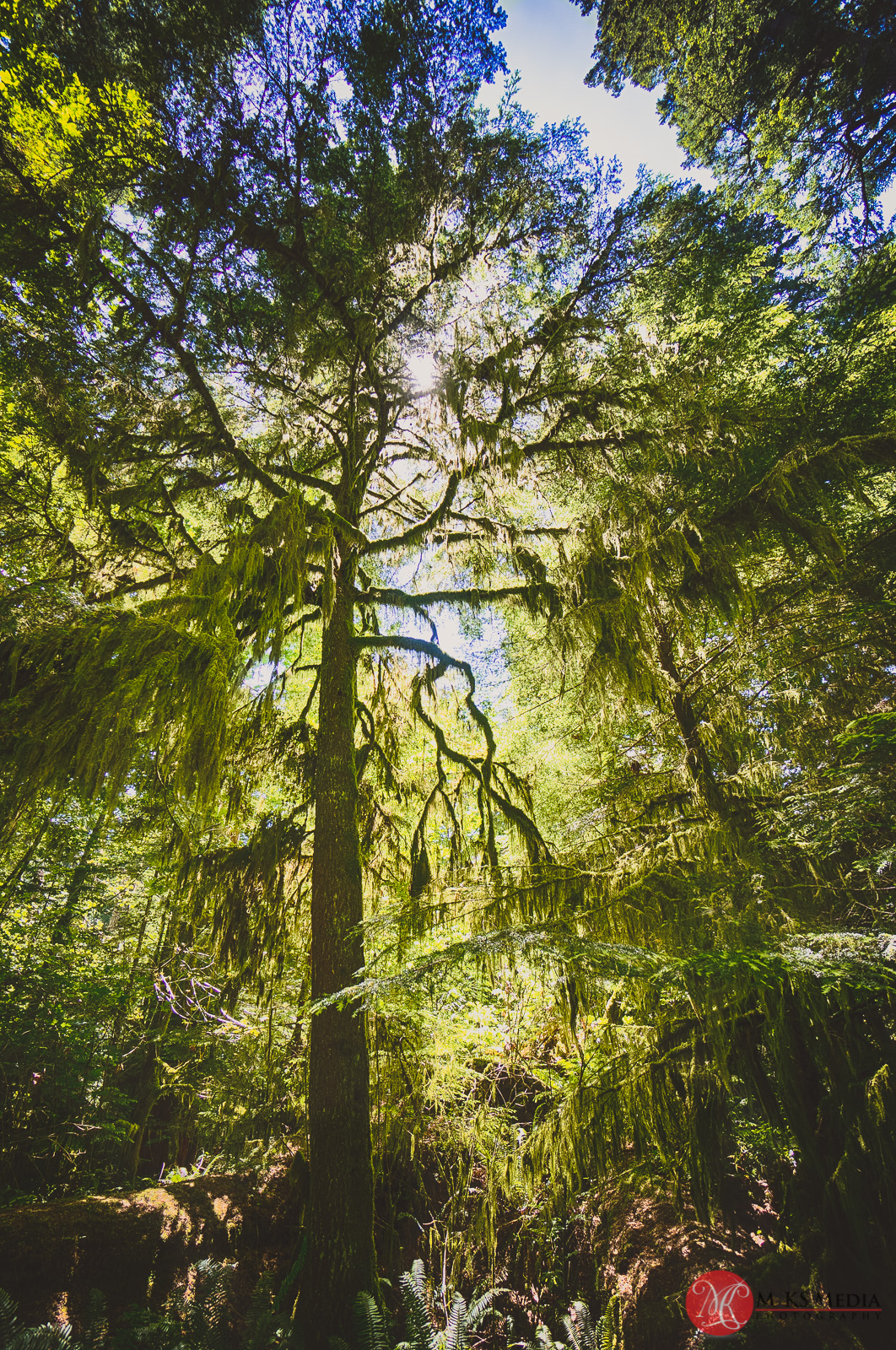 Cathedral,grove,bc,trees,history,nature 01
