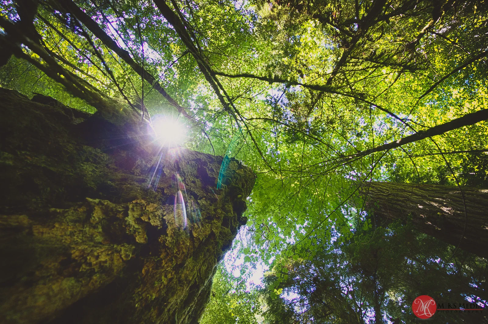 Cathedral,grove,bc,trees,history,nature 01