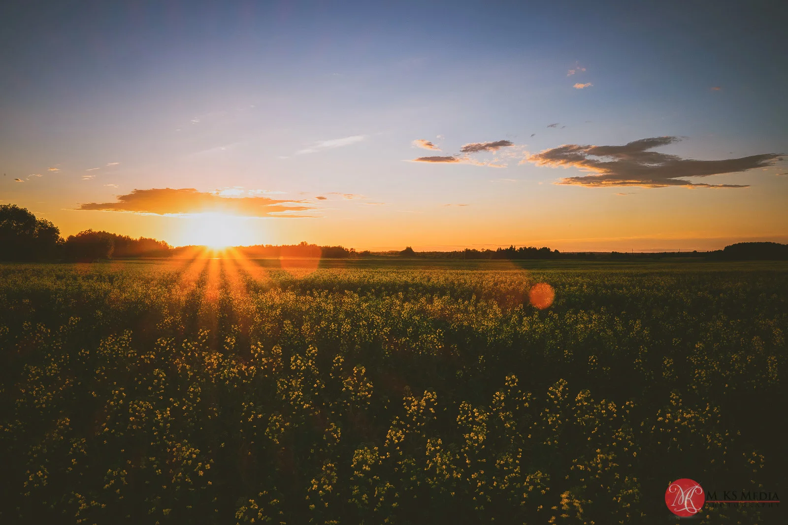 Alberta canola field sunset