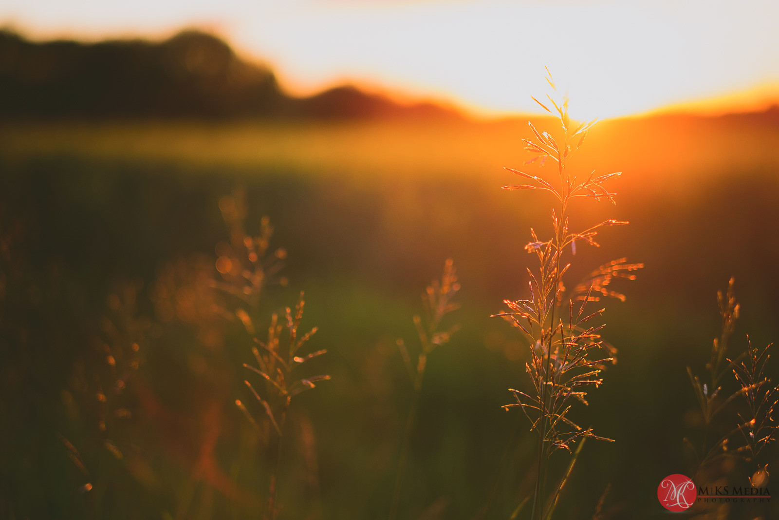 Alberta canola field sunset
