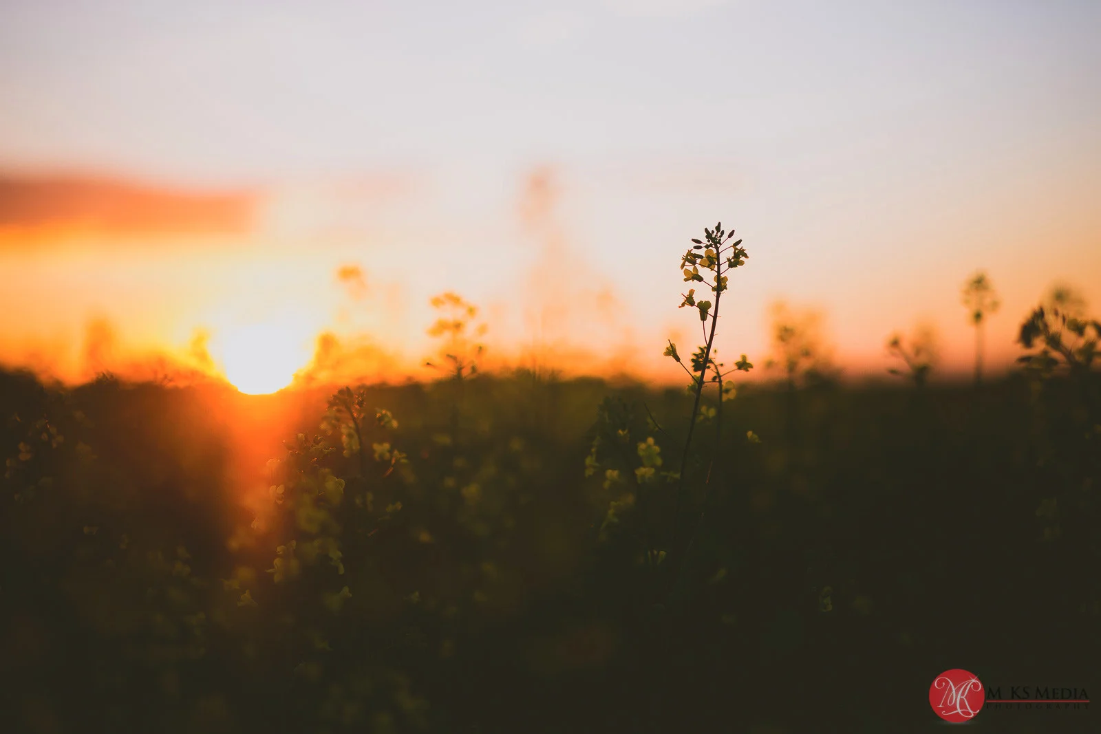 Alberta canola field sunset