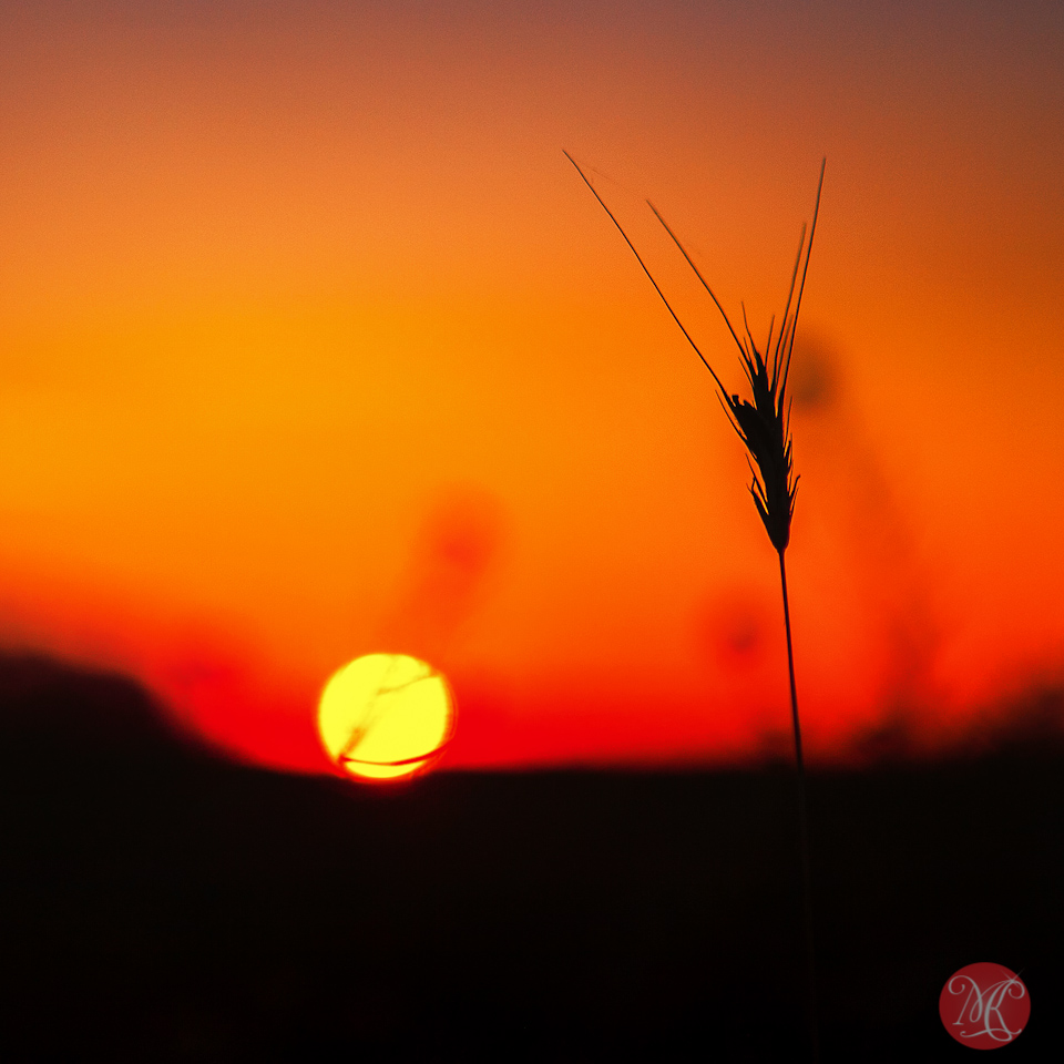 1-canada-alberta-sunrise-meadow-sun-wild-beauty-macro-september-prairies-golden-glow.jpg