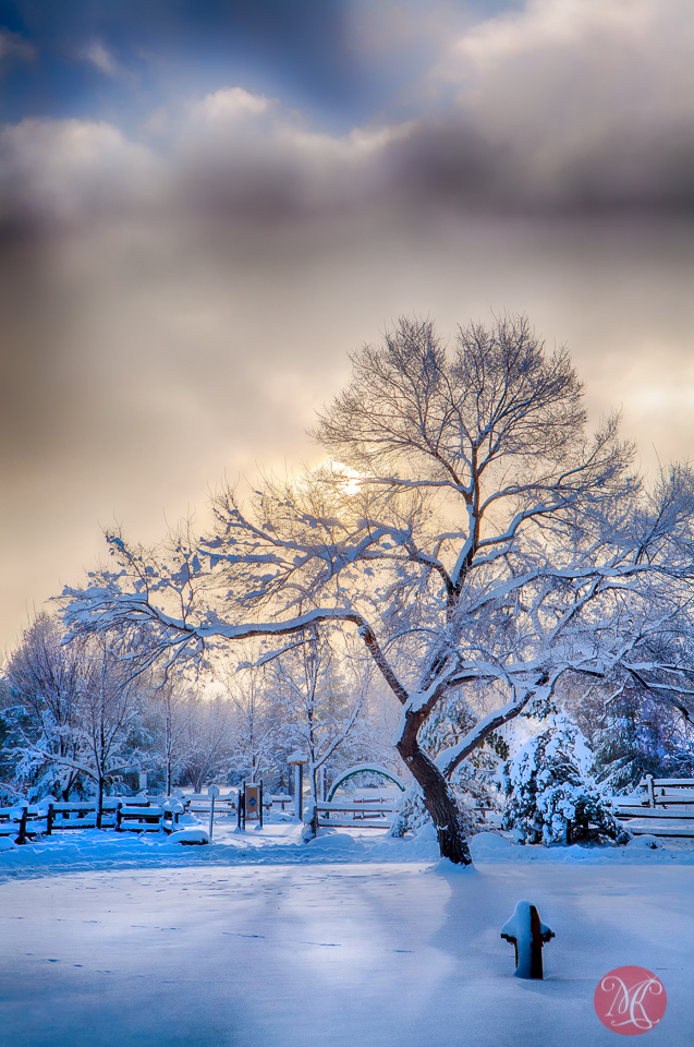 2-winter-wonderland-canada-alberta-edmonton-park-cold-snow-morning-beauty-landscape-mist-fog-light-nature.jpg