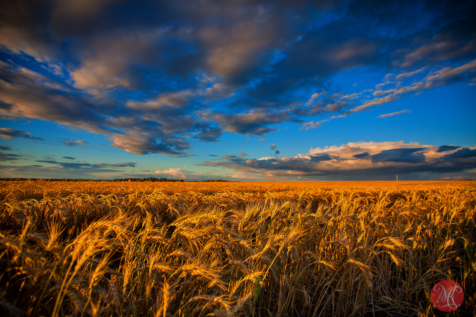 3-canada-alberta-fall-harvest-fields-landscape-sky-clouds-wheat.jpg