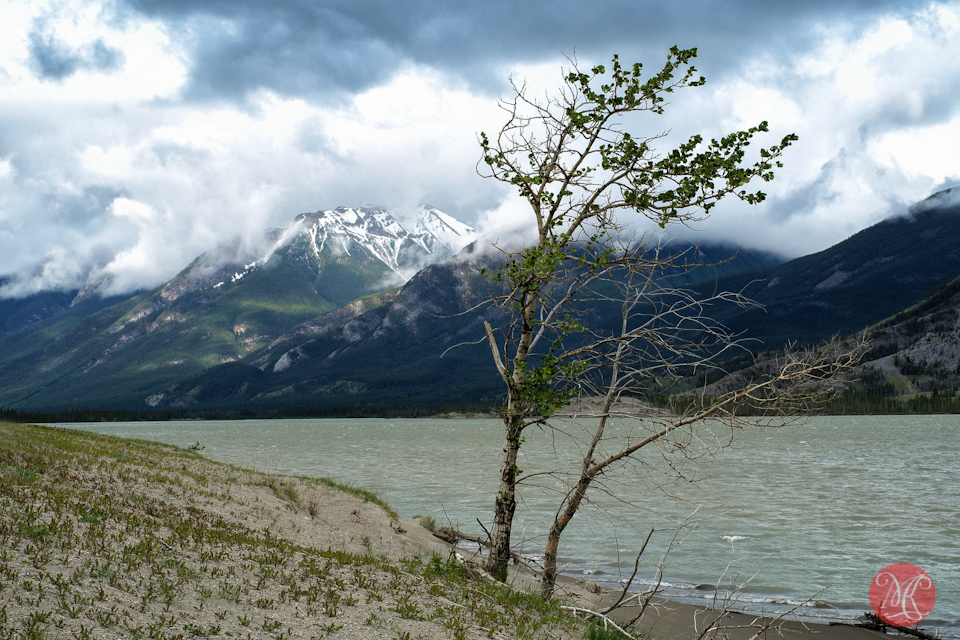 3-lake-jasper-tree-mountain-landscape-alberta.jpg