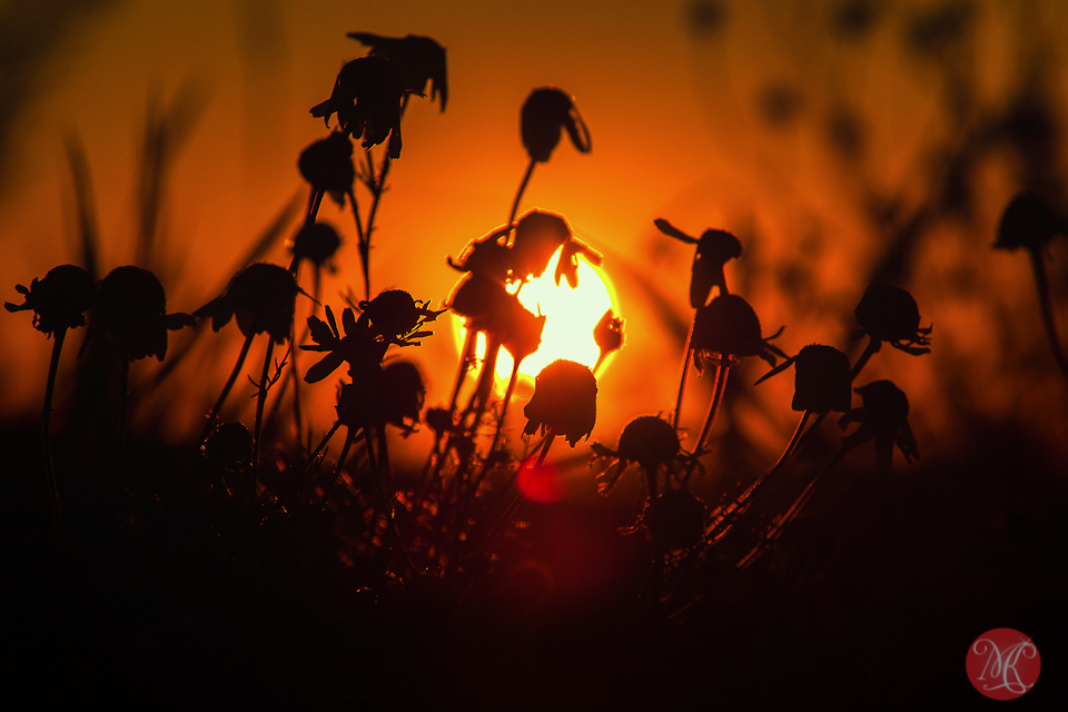 4-canada-alberta-sunrise-meadow-sun-wild-beauty-macro-september-prairies-golden-glow.jpg