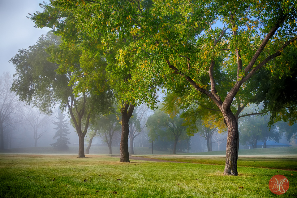 8-canada-alberta-edmonton-fall-mist-fog-park-trees-mood-beauty.jpg