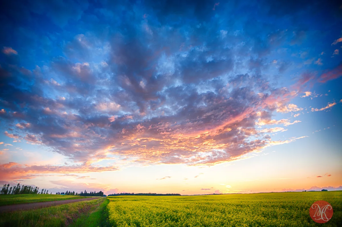 Missing canola fields.. 3