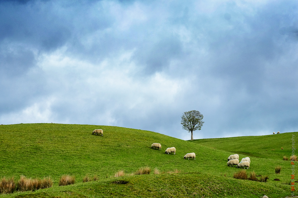 9-tree-scotland-highland-sheep.jpg