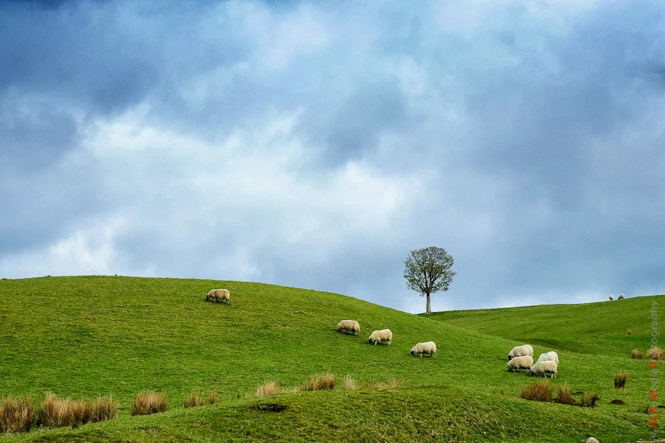 9-tree-scotland-highland-sheep.jpg