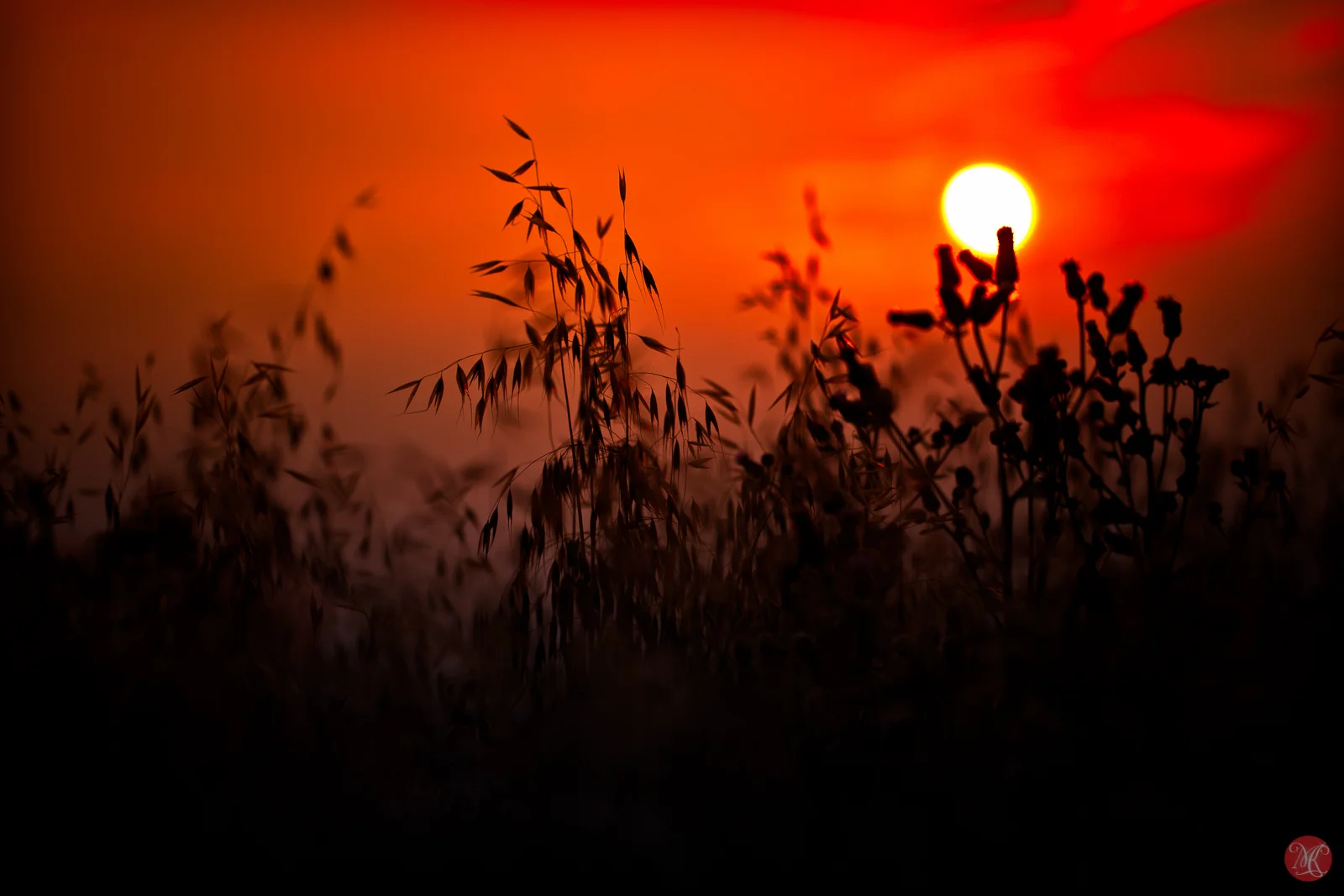 _MG_2784-Edit.jpg