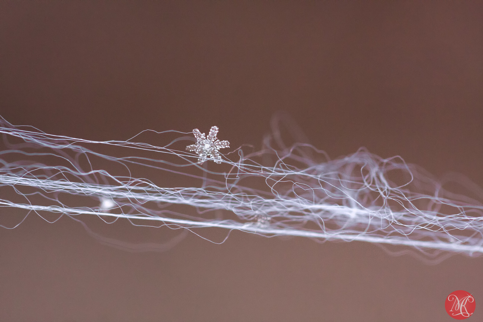 Snow and ice - Macro Photography