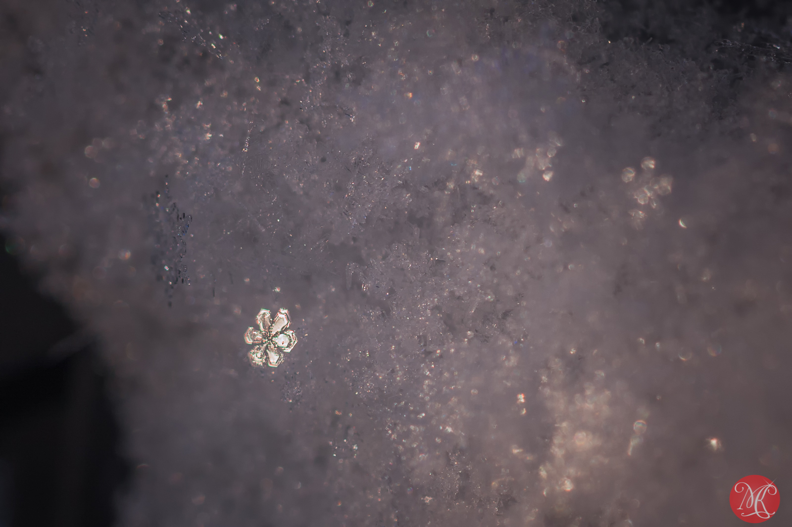 Snow and ice - Macro Photography