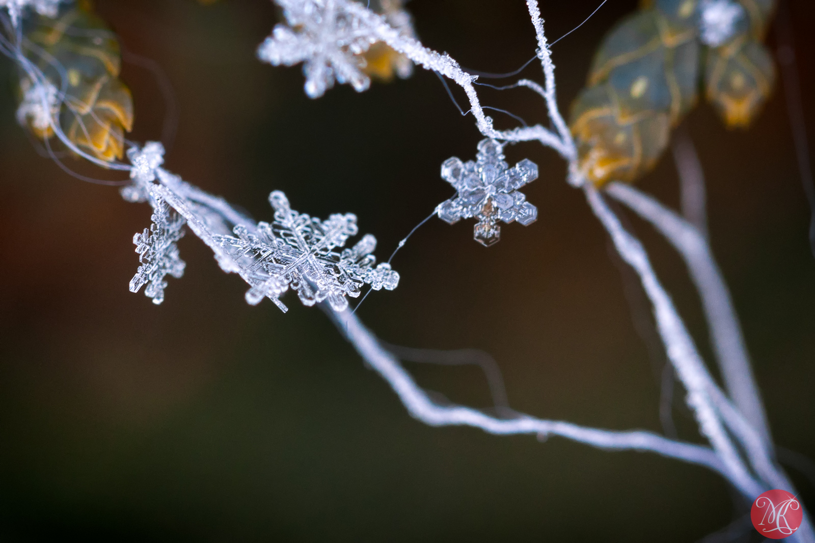 Snow and ice - Macro Photography