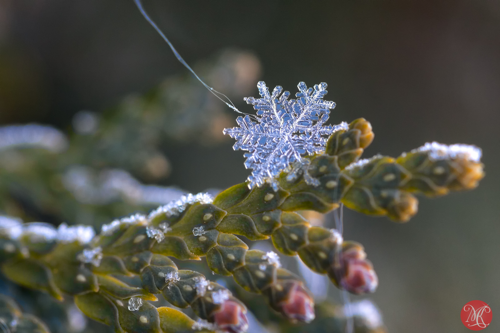 Snow and ice - Macro Photography