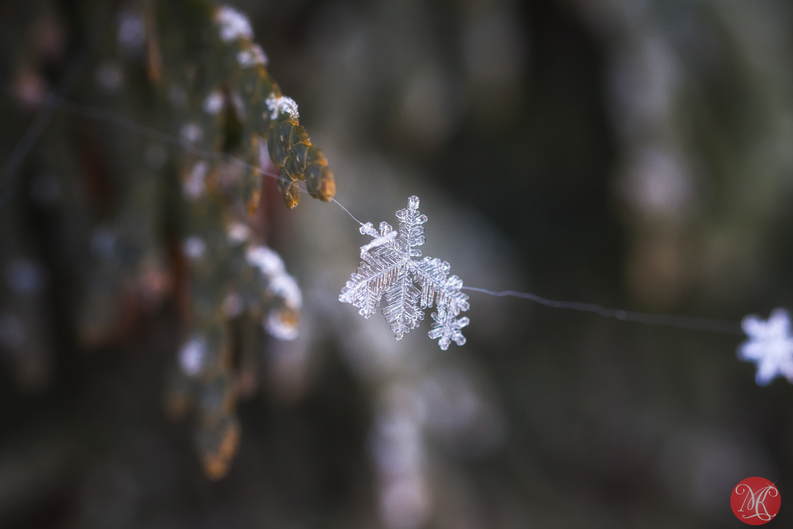 Snow and ice - Macro Photography