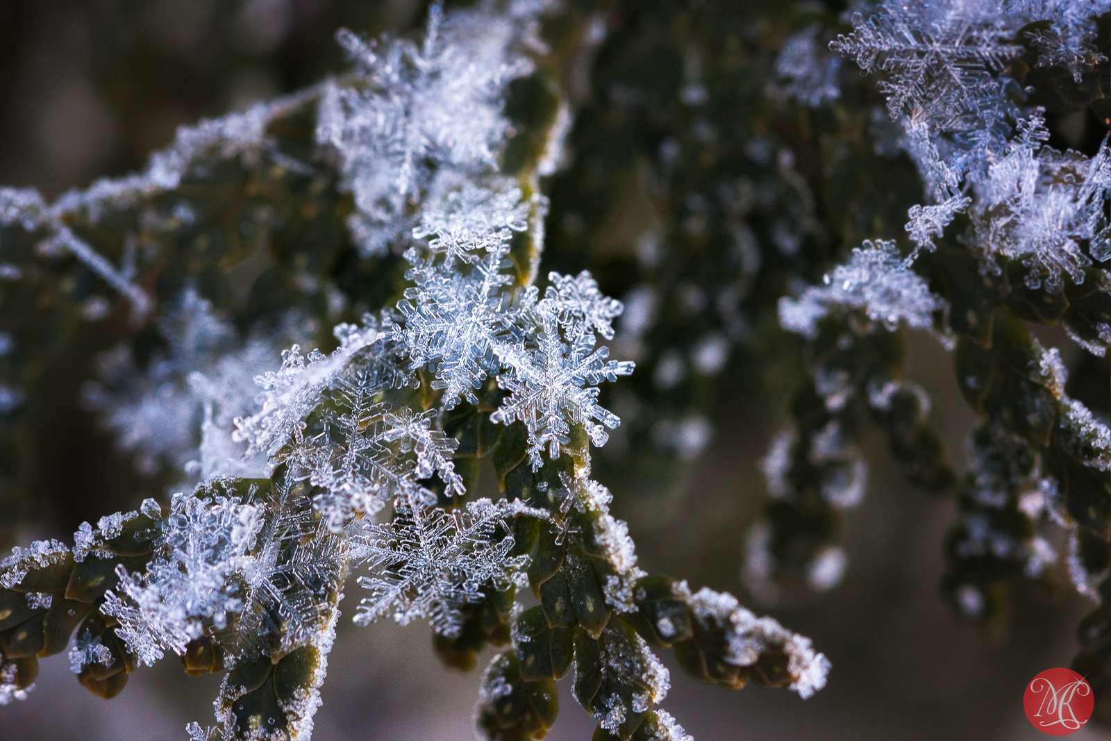 Snow and ice - Macro Photography