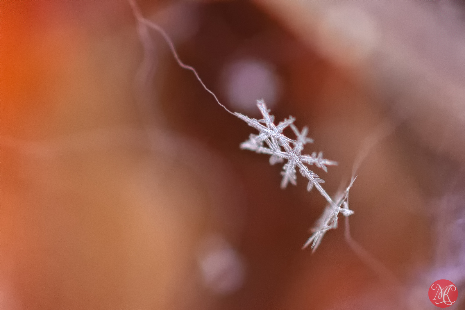 Snow and ice - Macro Photography