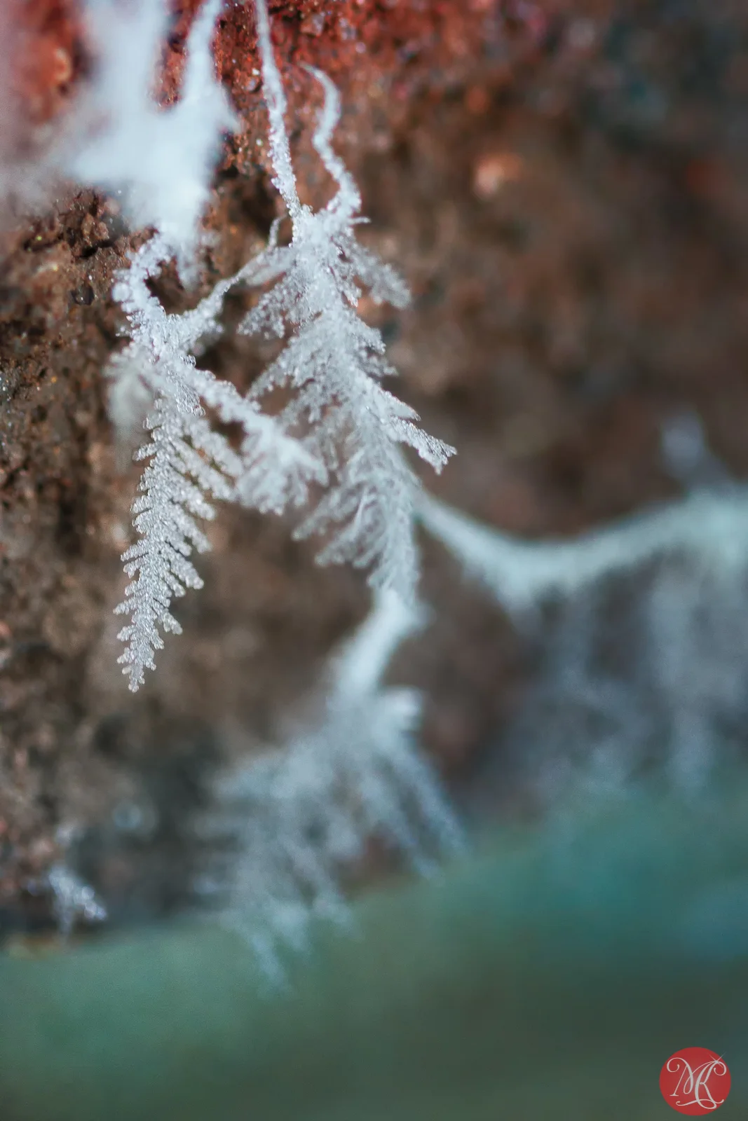 Snow and ice - Macro Photography