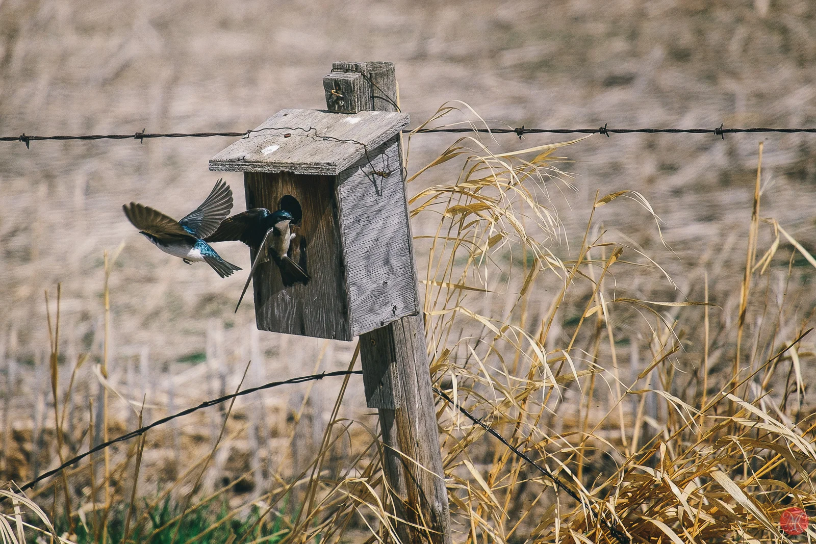 swallows spring birds alberta