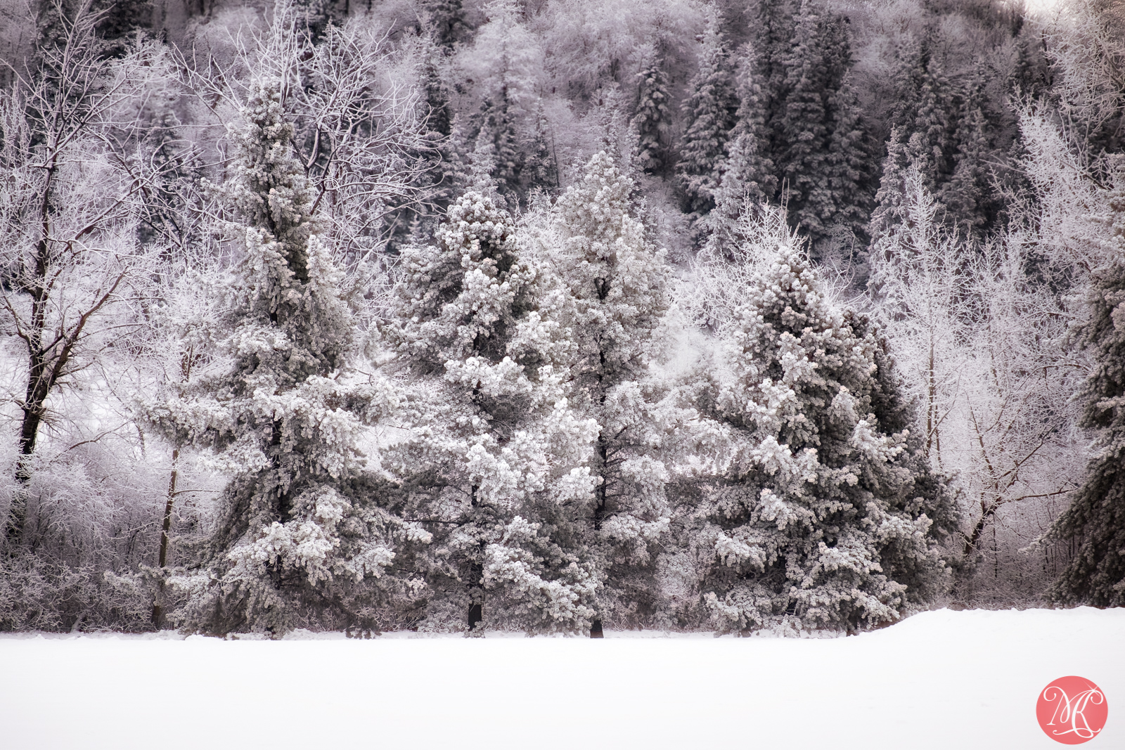 Enchanted woods