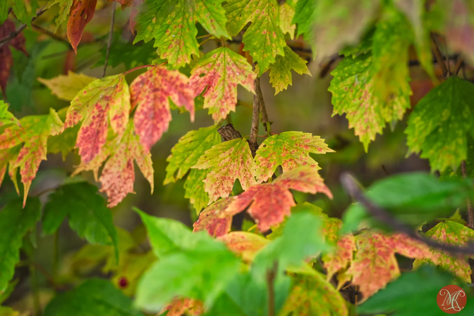 Fall at the park 3