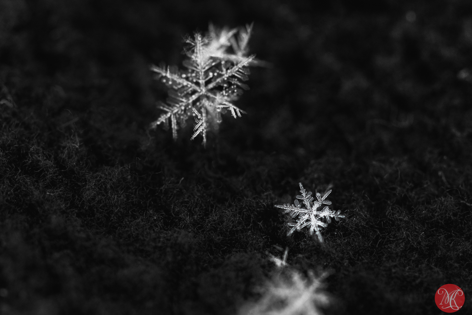 Fresh snow 5