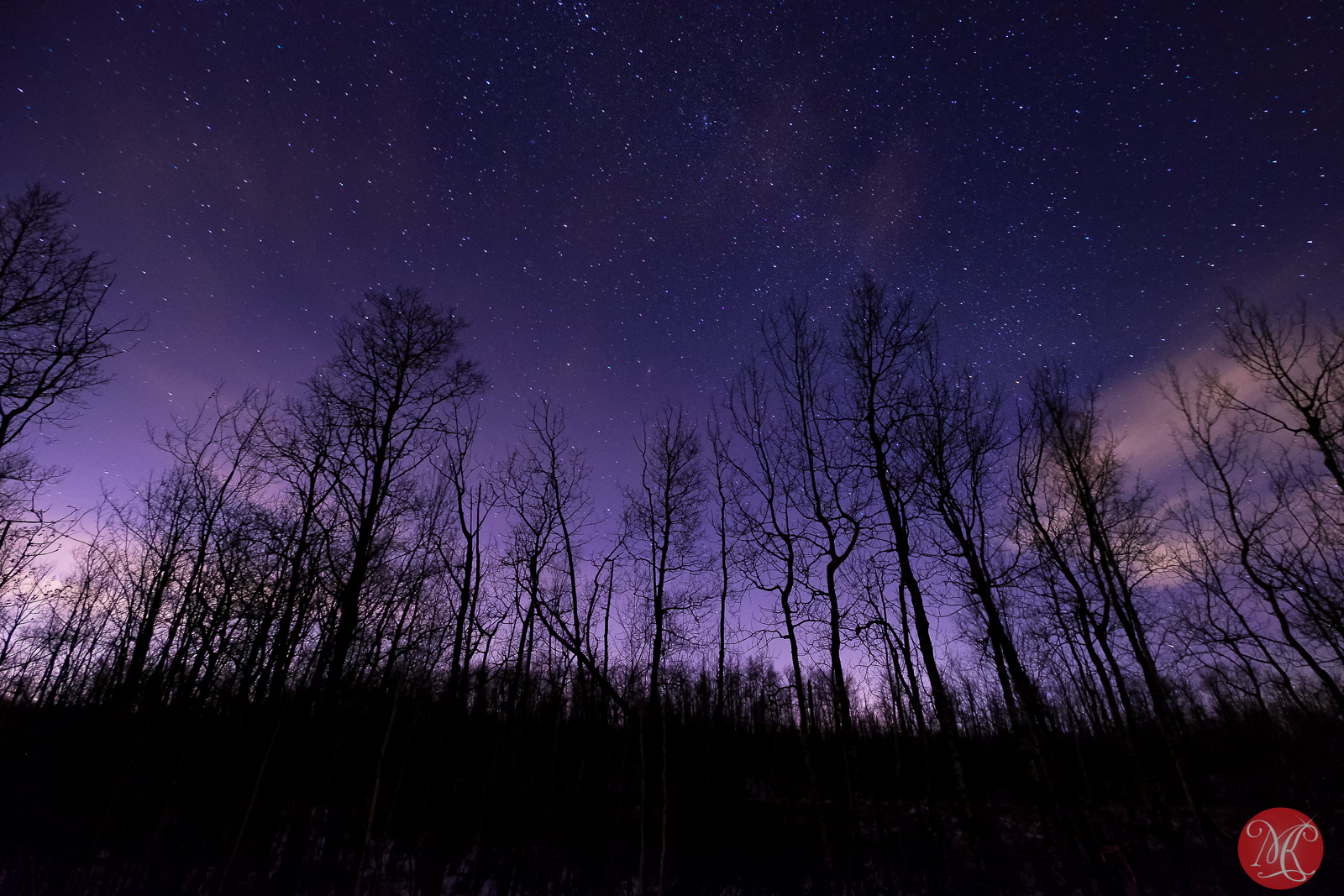 Night trees