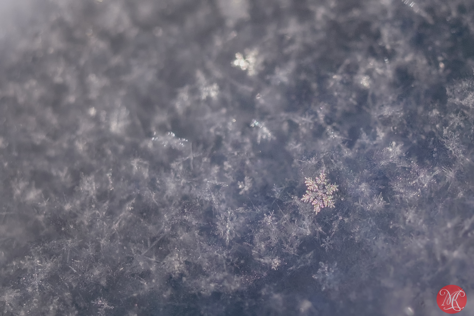 It snowed today.. 5