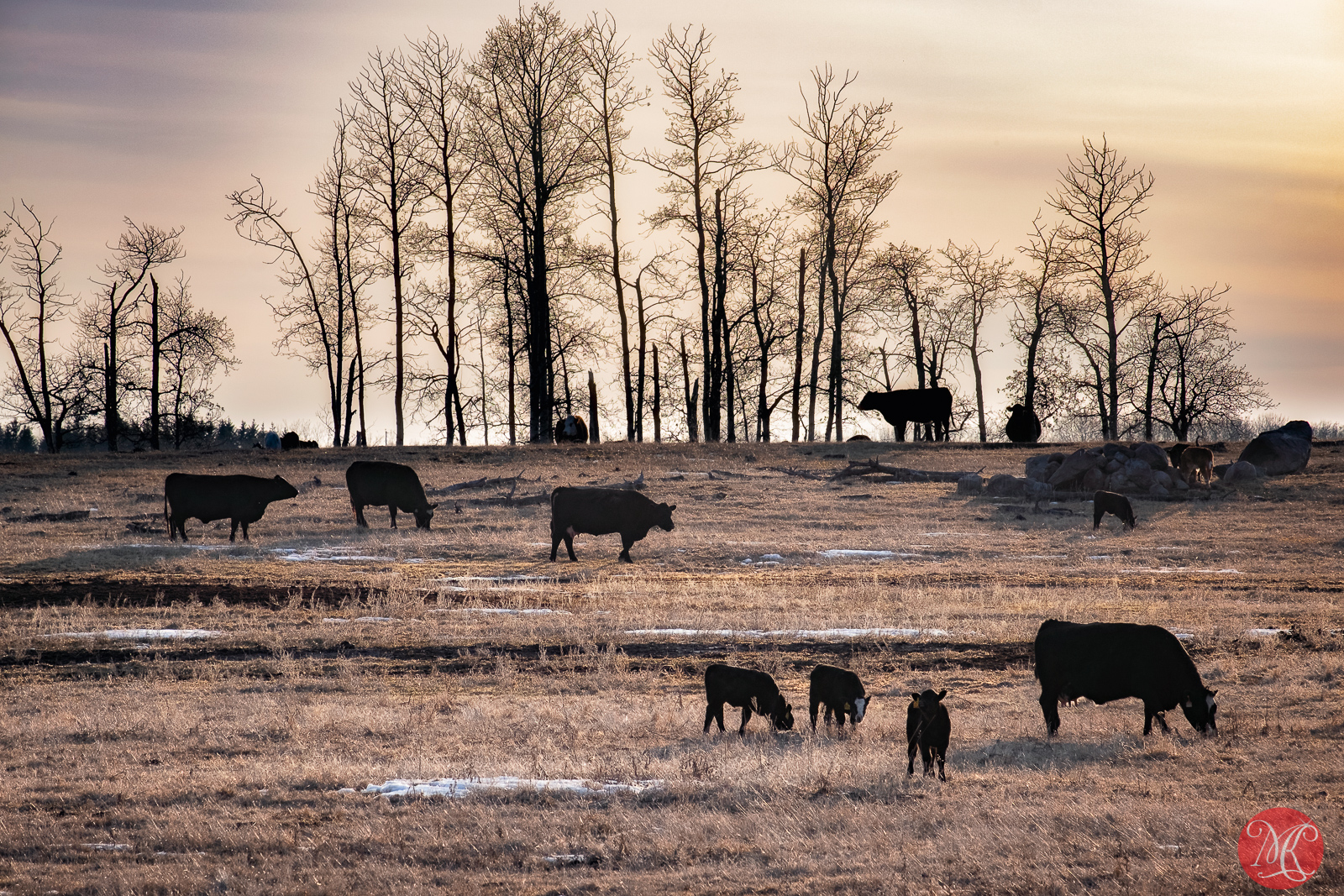 Country scenes