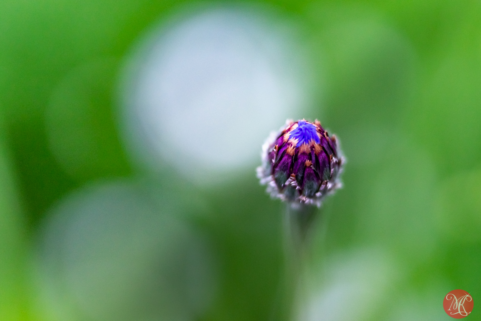 In the garden 7