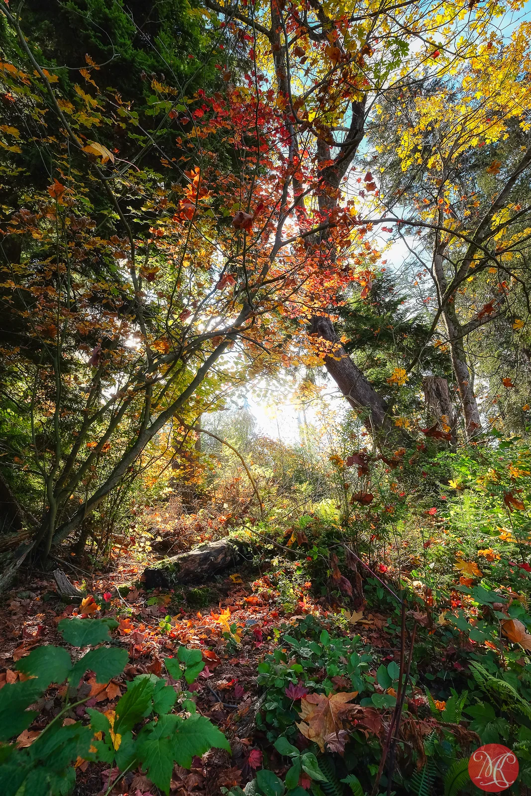 Magic of fall