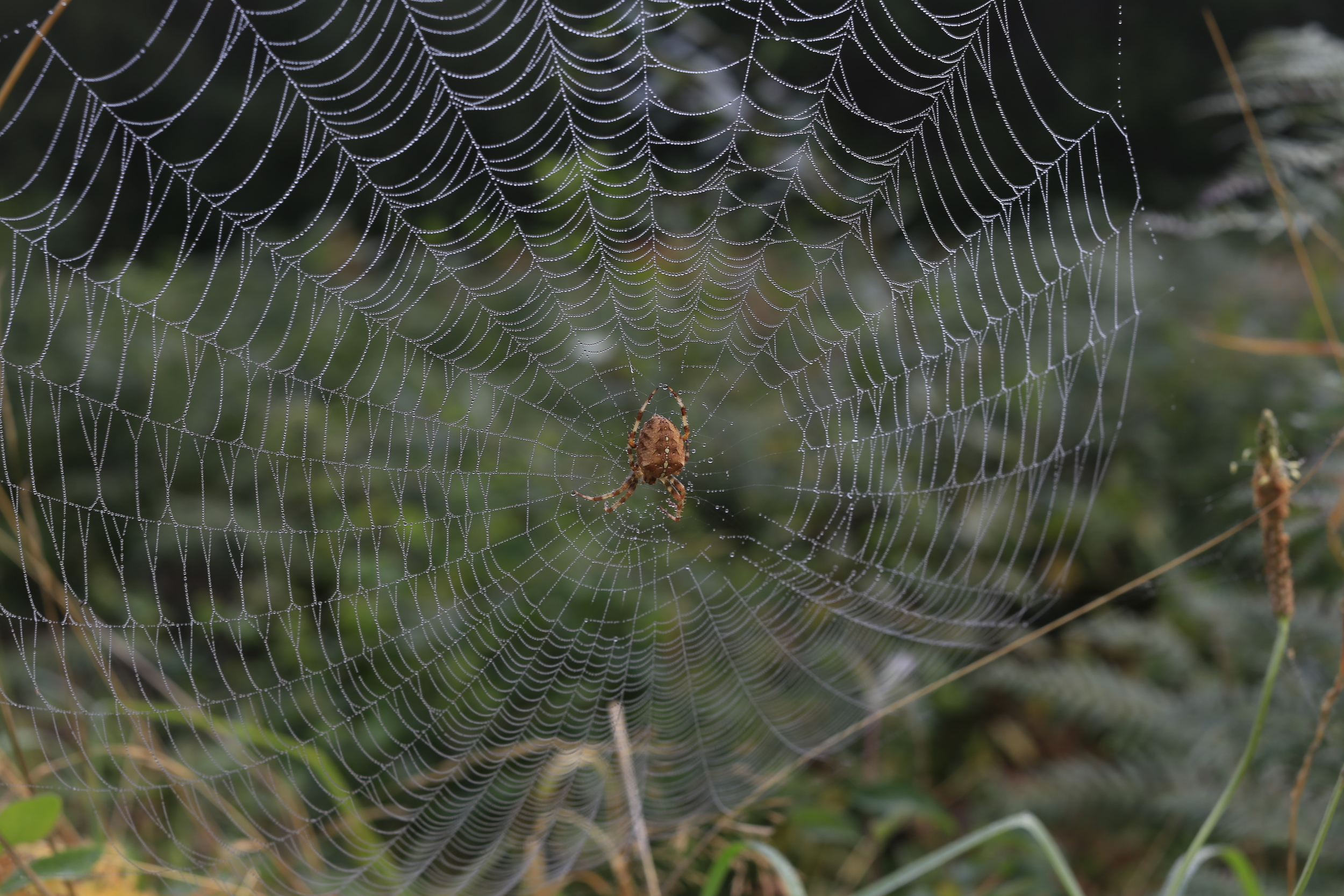 web, spider, photography, canon, canon 6d, portrait, landscape, dslr, photo, photos, go pro, video, photographer, fuji, leica