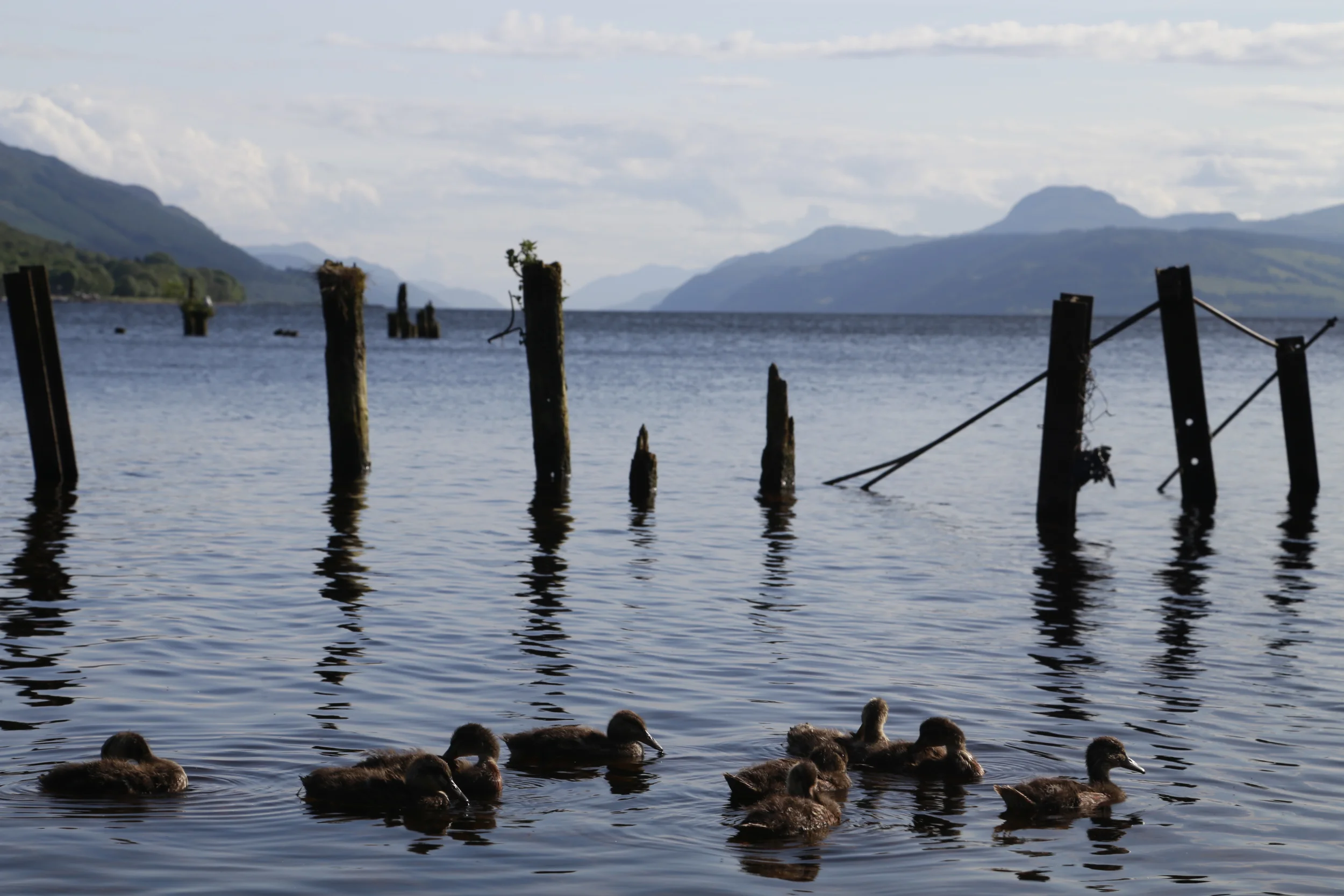 loch ness, loch, scotland, ducks, adventure cycling, ride, bikepacking, cycle routes, touring bicycles, road bicycle, cycling holidays, bike tour, road cycling, bike trails