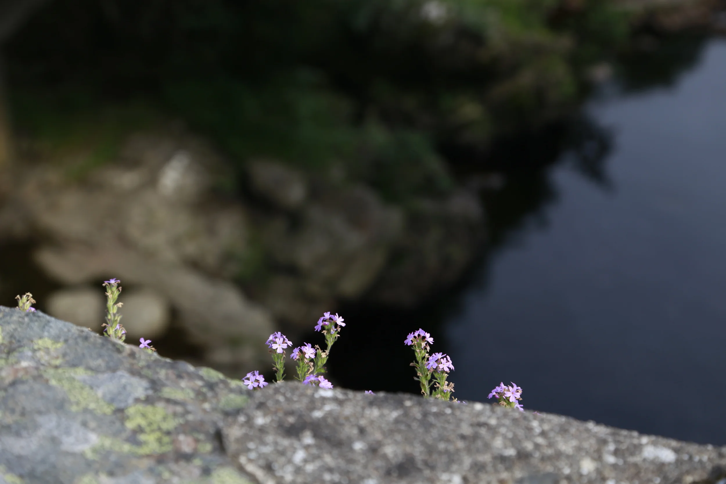 scotland, flowers, photography, canon, canon 6d, portrait, landscape, dslr, photo, photos, go pro, video, photographer, fuji, leica