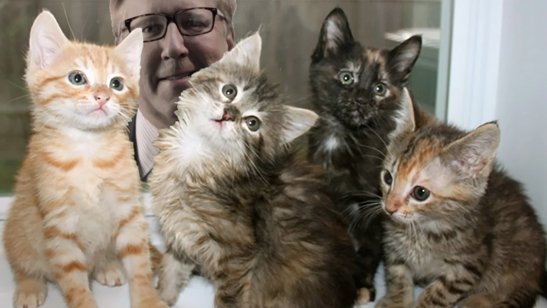 7. The Kittens