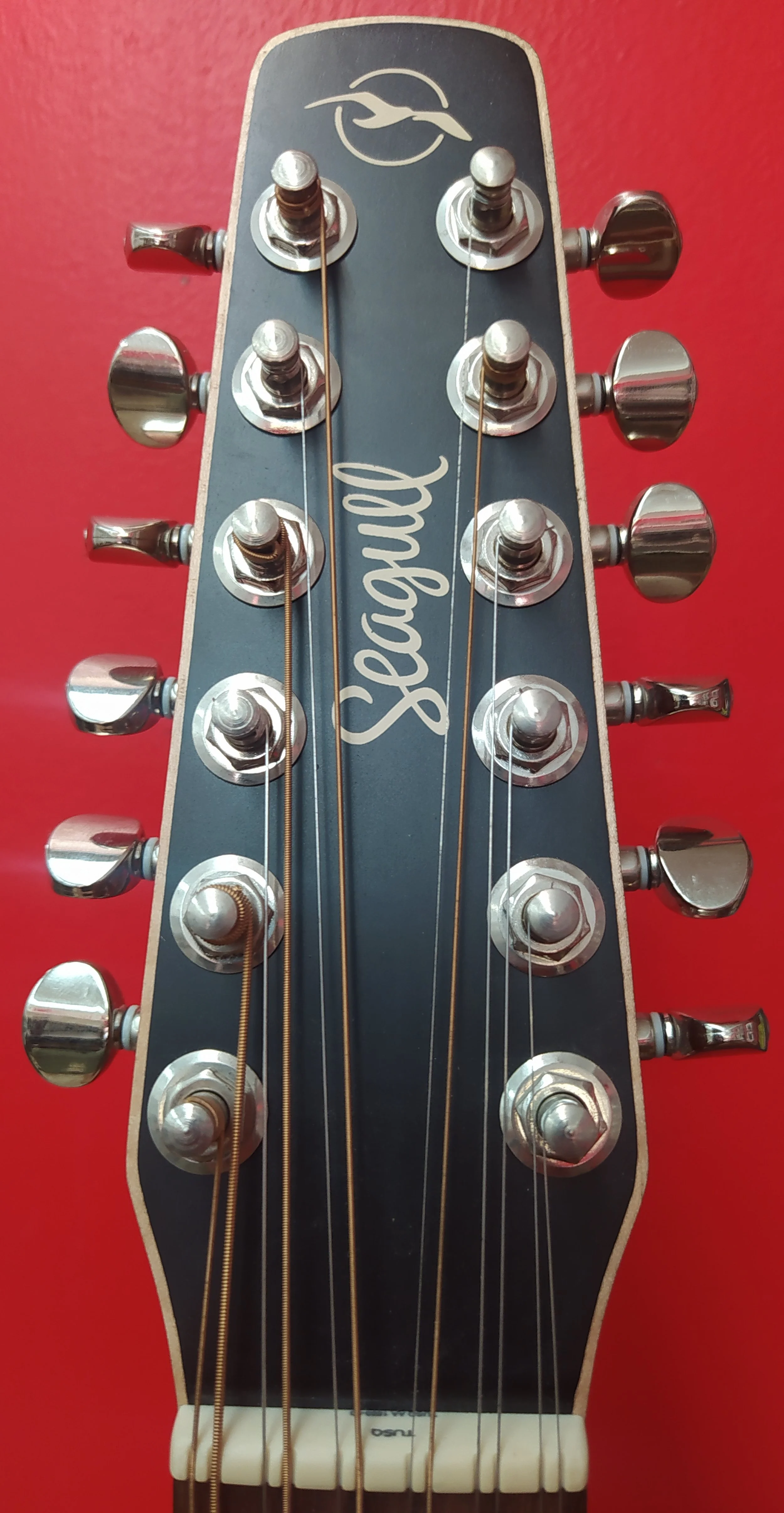 seagull coastline cedar 12