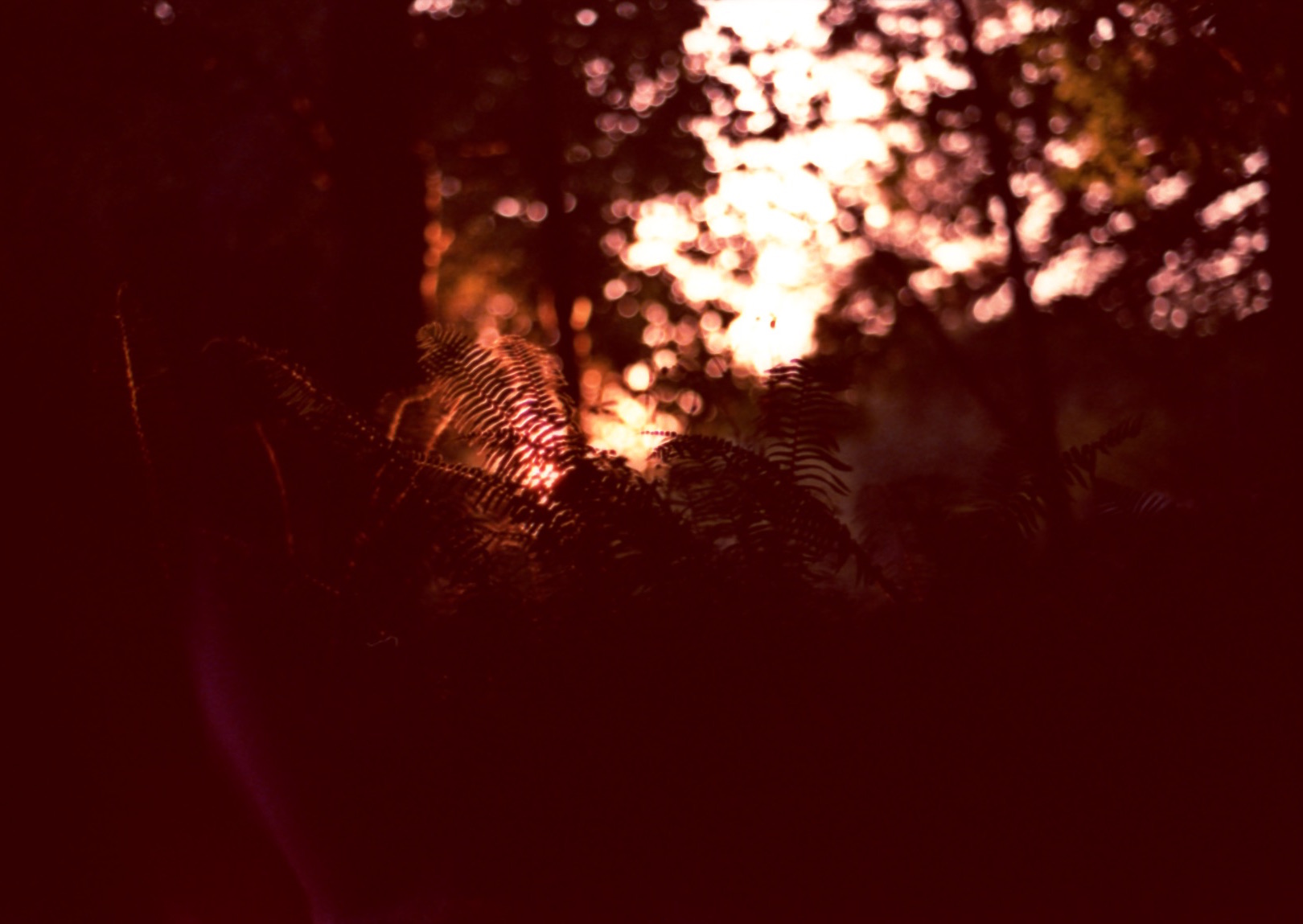 RDW010.jpg