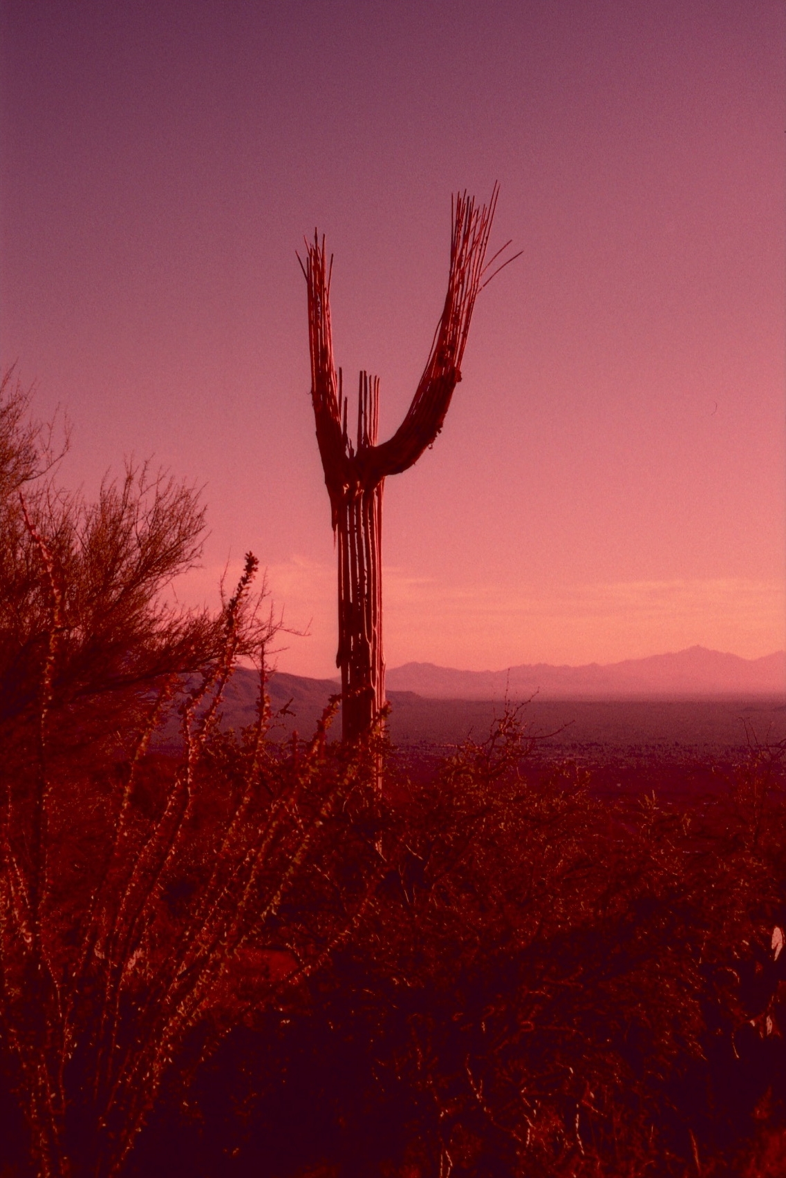 RDW004.jpg