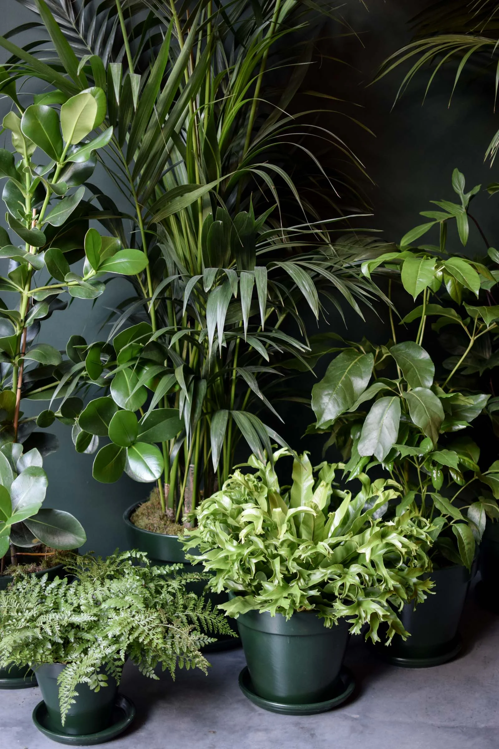 Junglefever-3.jpg