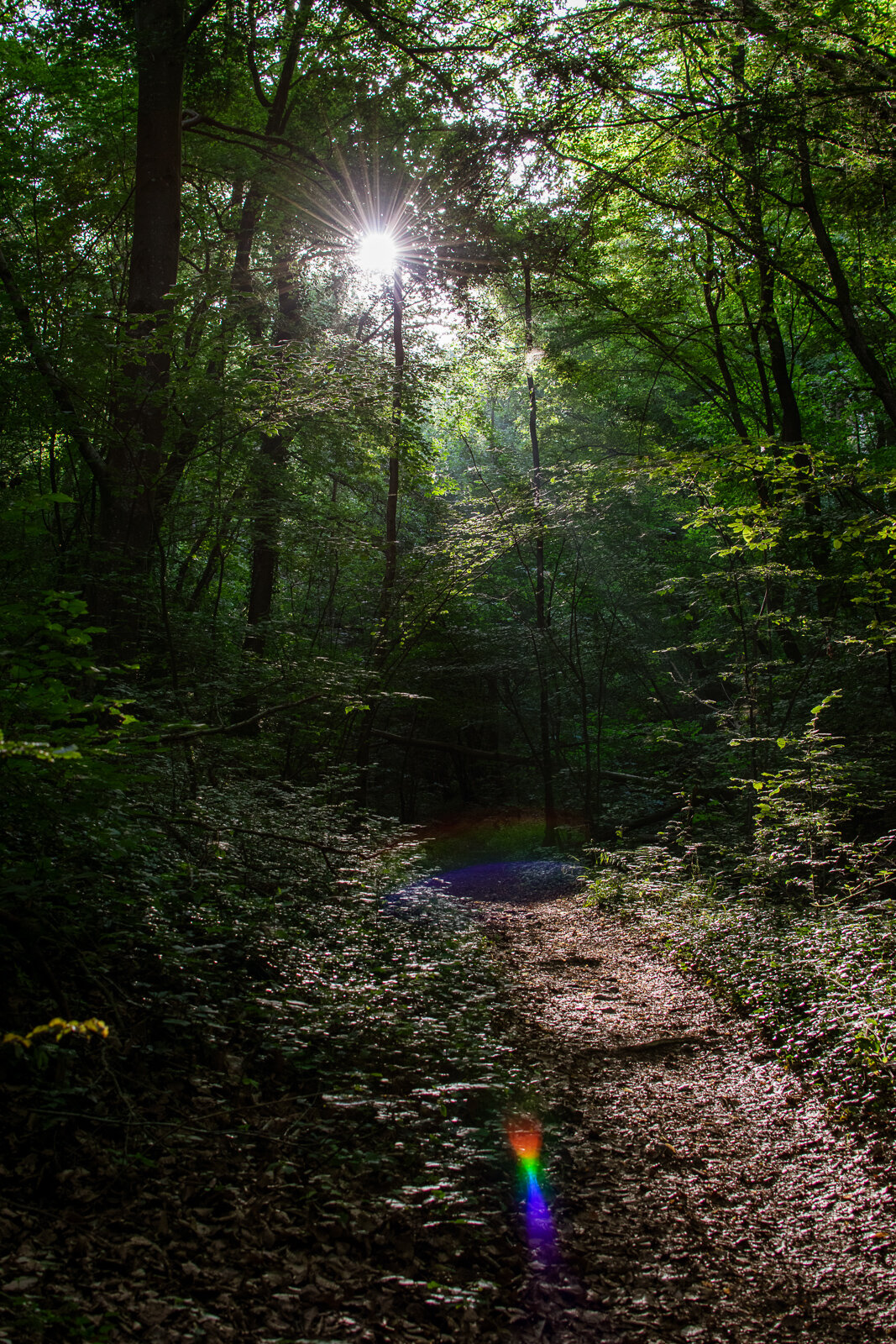 DSC_0043.jpg