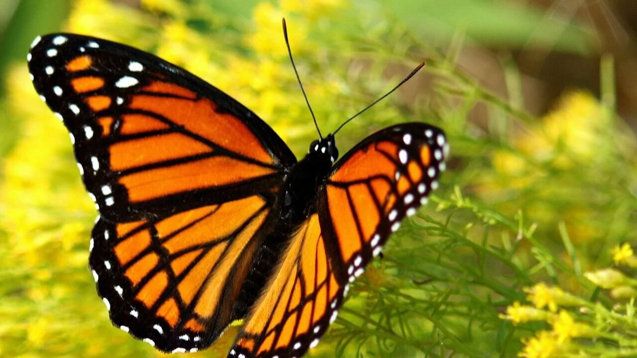 1280px-2748_Very_Viceroy_%283081894385%29.jpg