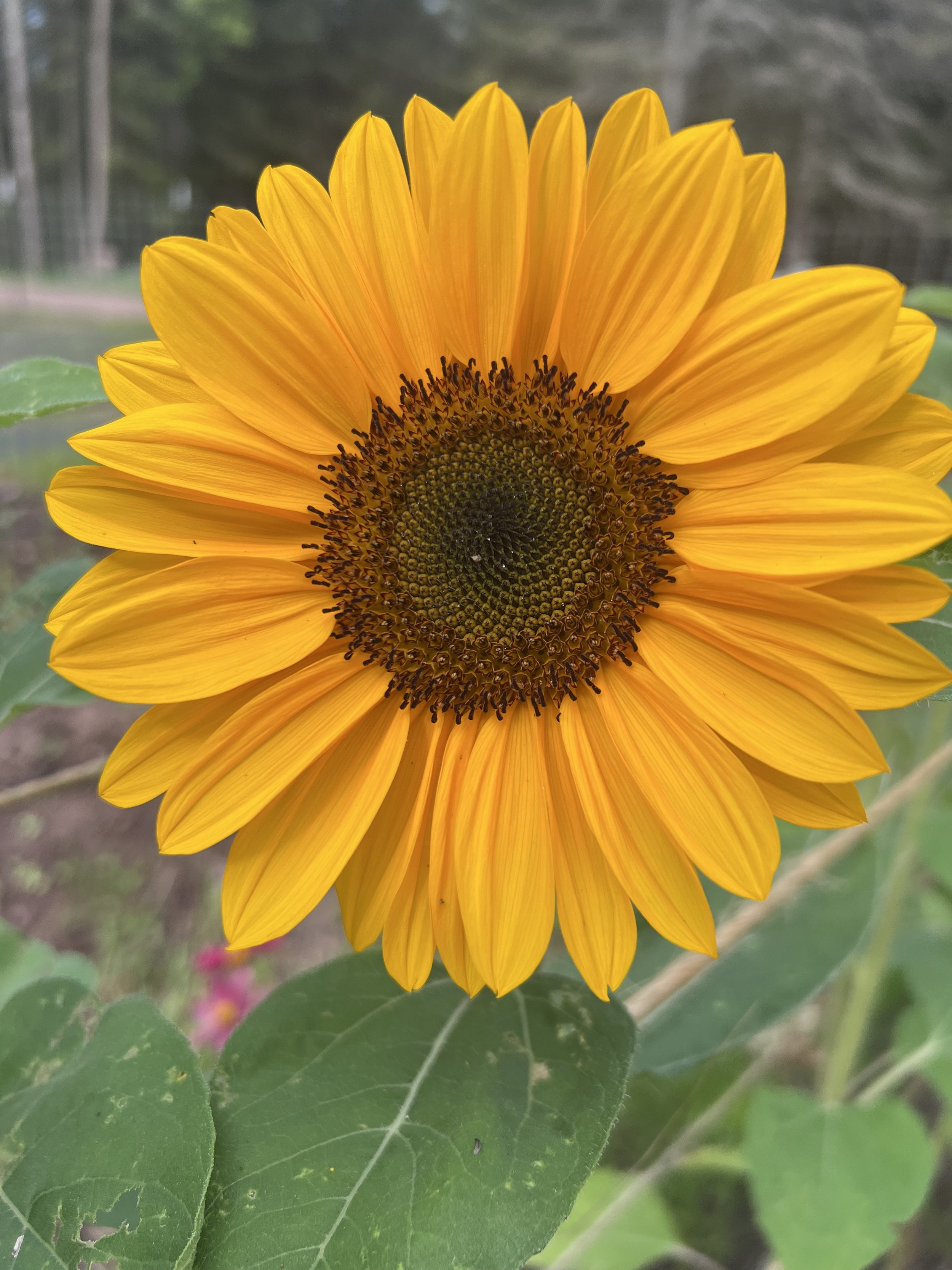 The First Sunflower!