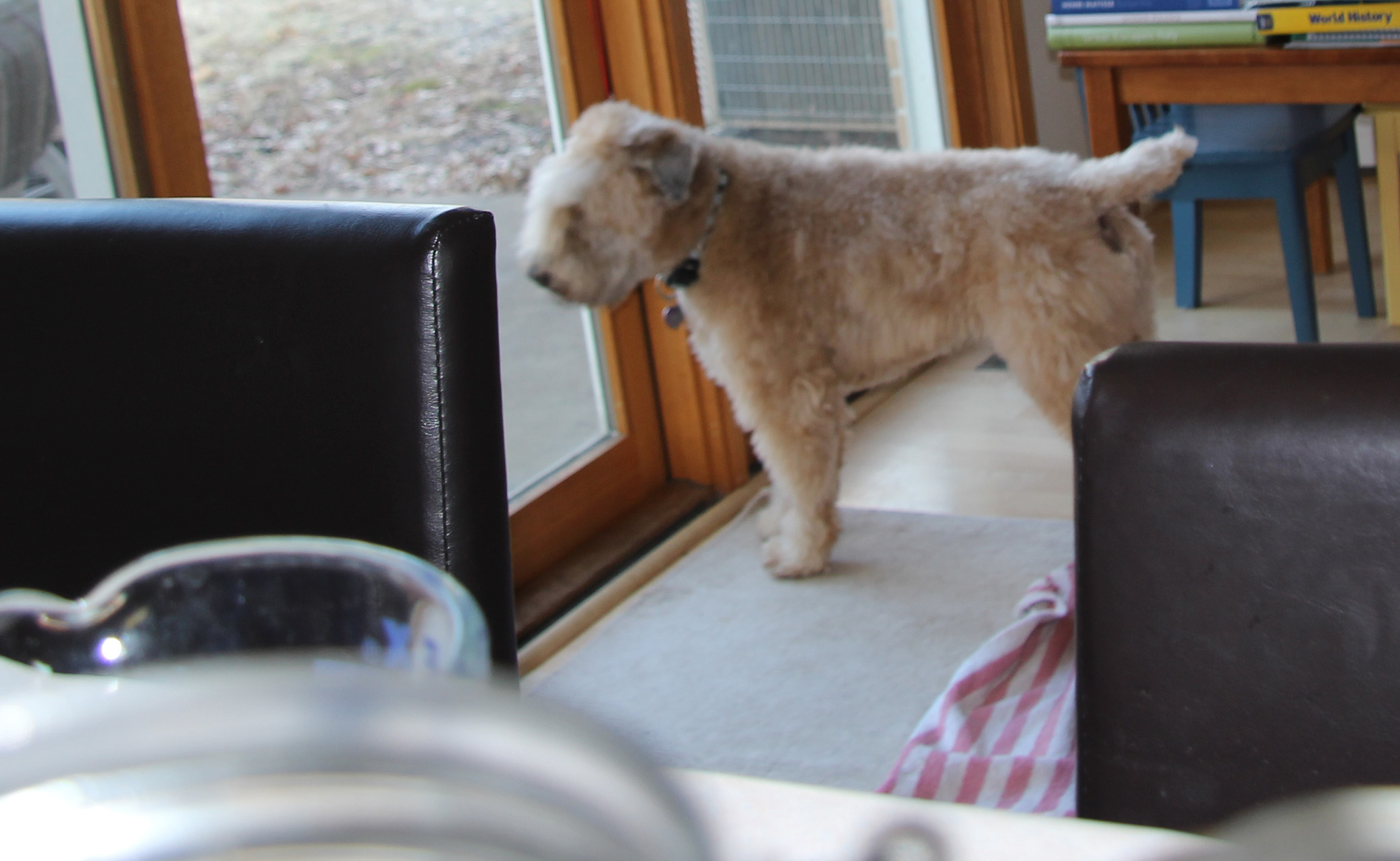 I think I see a squirrel!