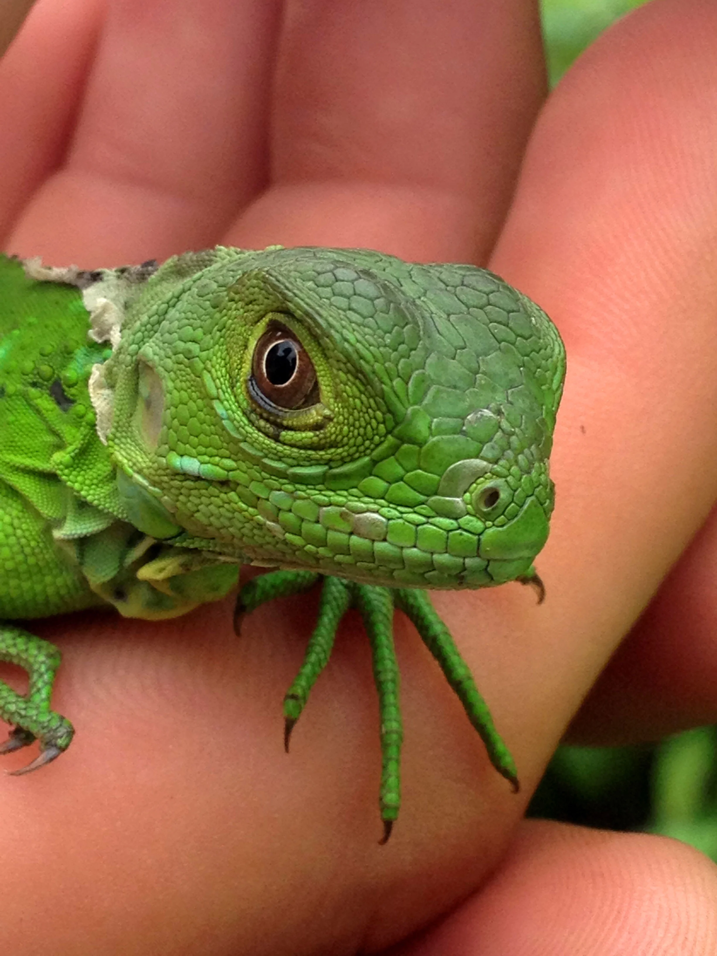 Iguana.jpg