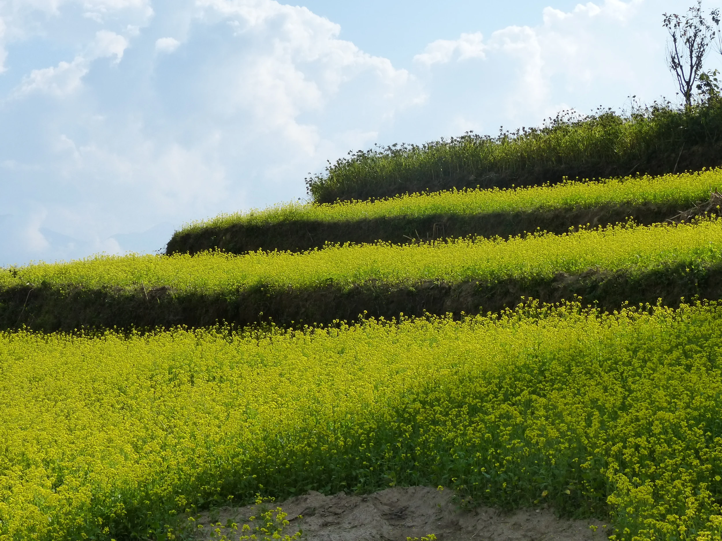 Rapeseed Fields