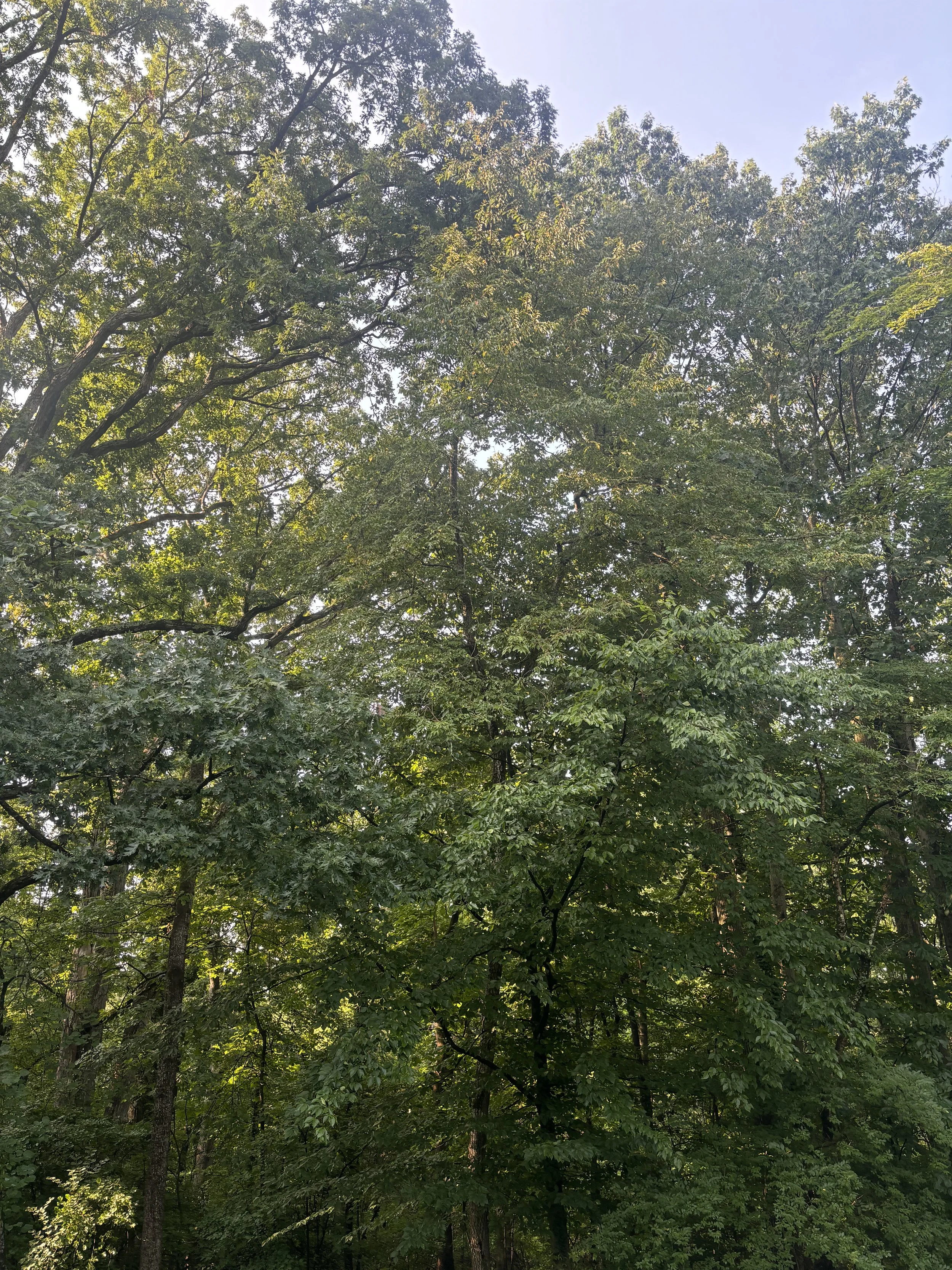 IMG_6134.jpeg