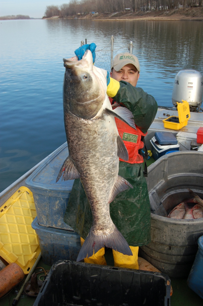 A bighead carp on the Mississippi. Photo credit: USGS