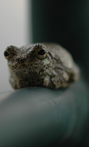 Gray tree frog Credit: StingrayPhil